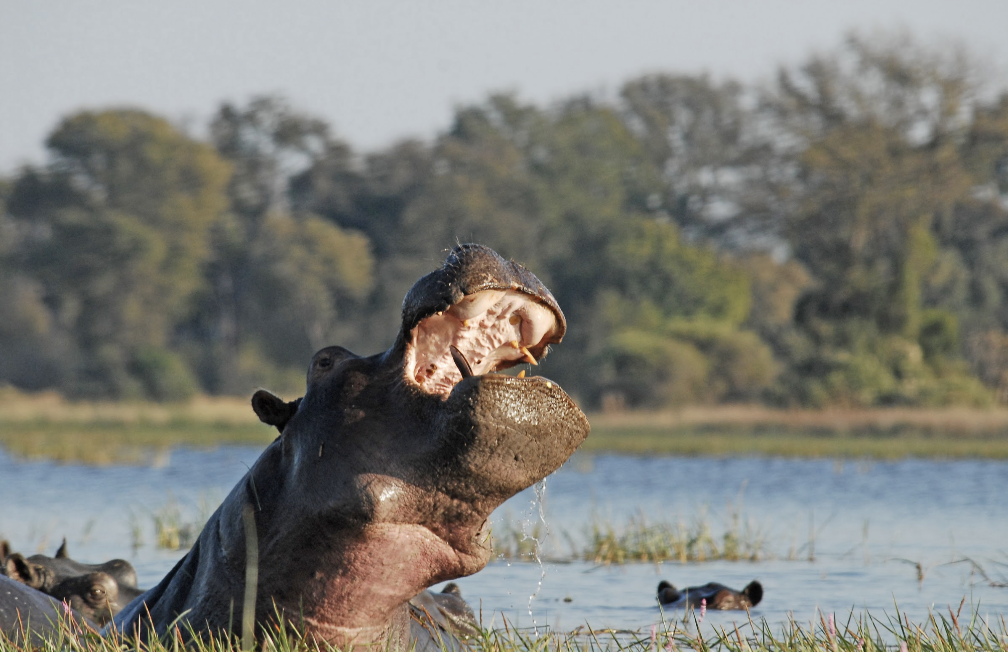 Chobe National Park