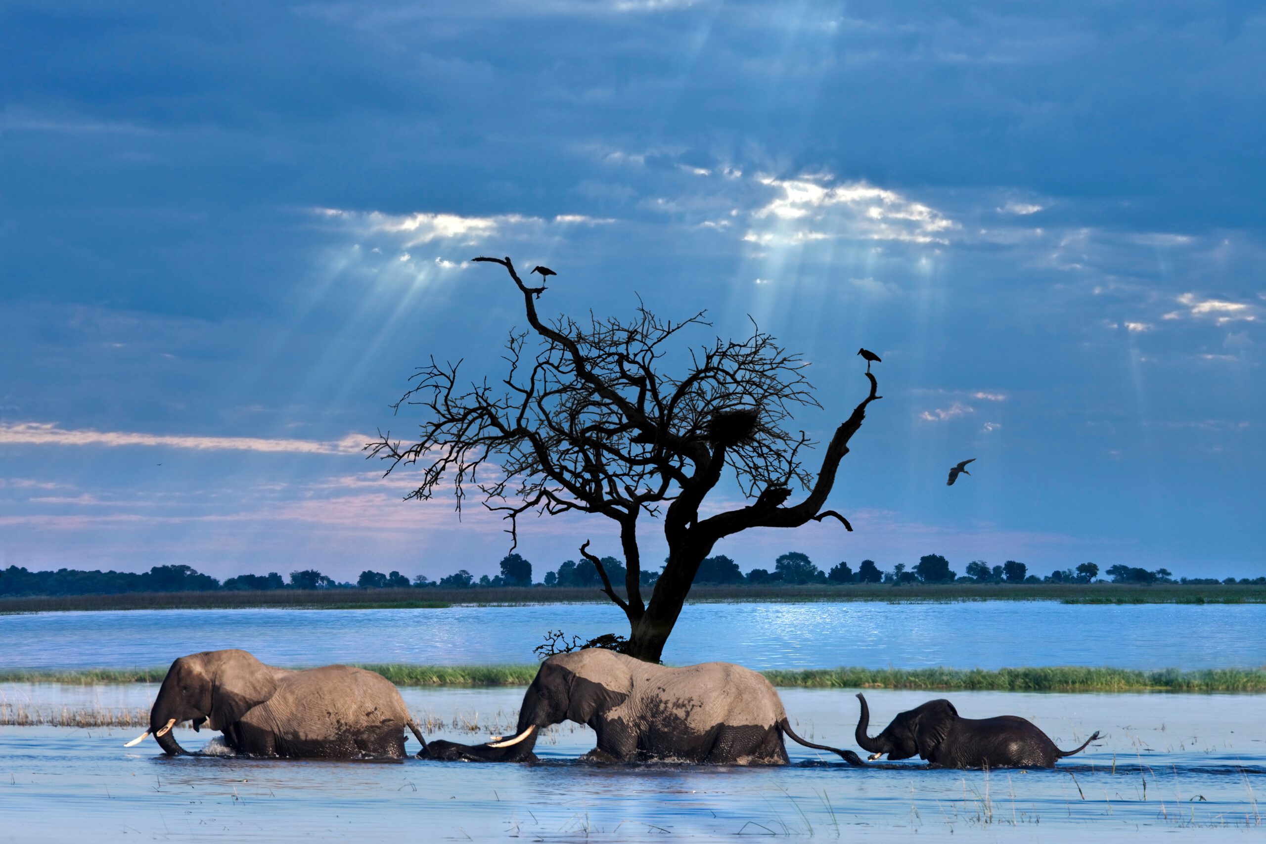 Chobe National Park