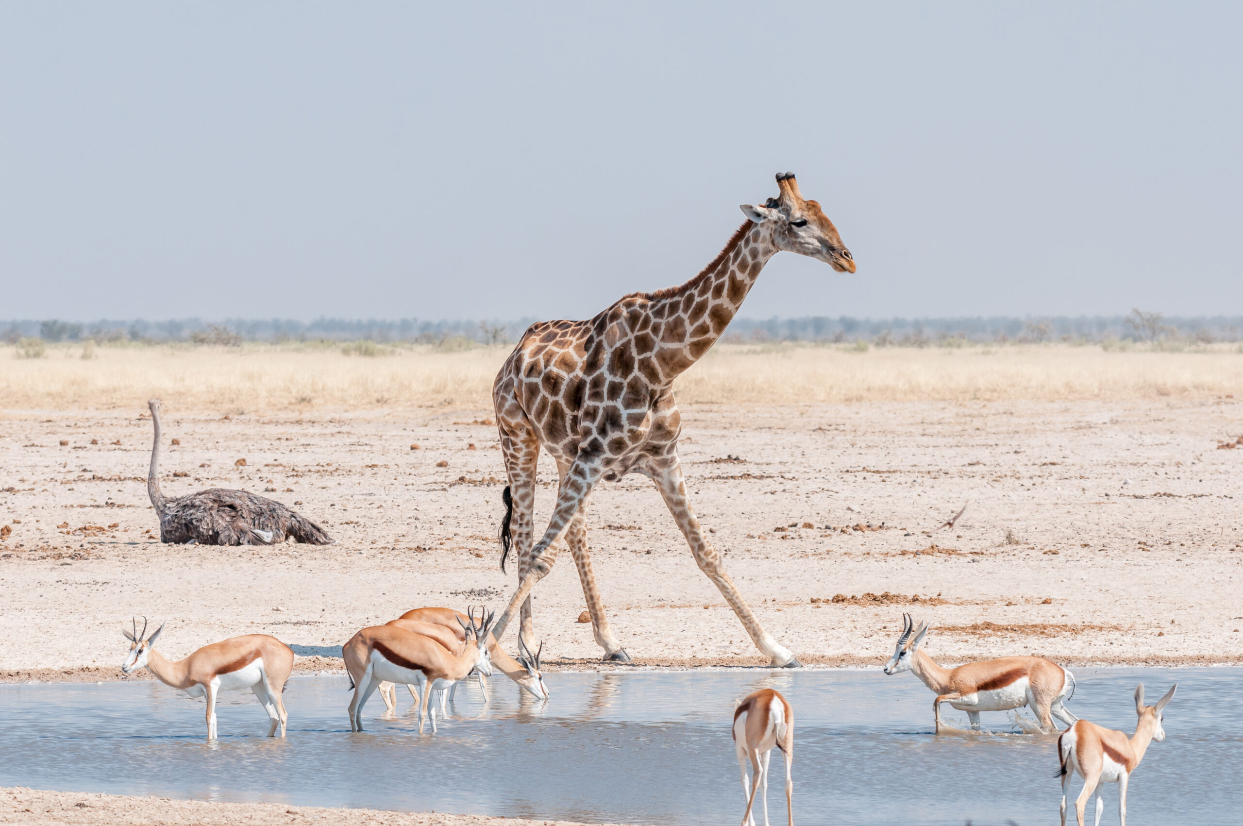 Giraffe and springboks at a waterhole in Northern Namibia