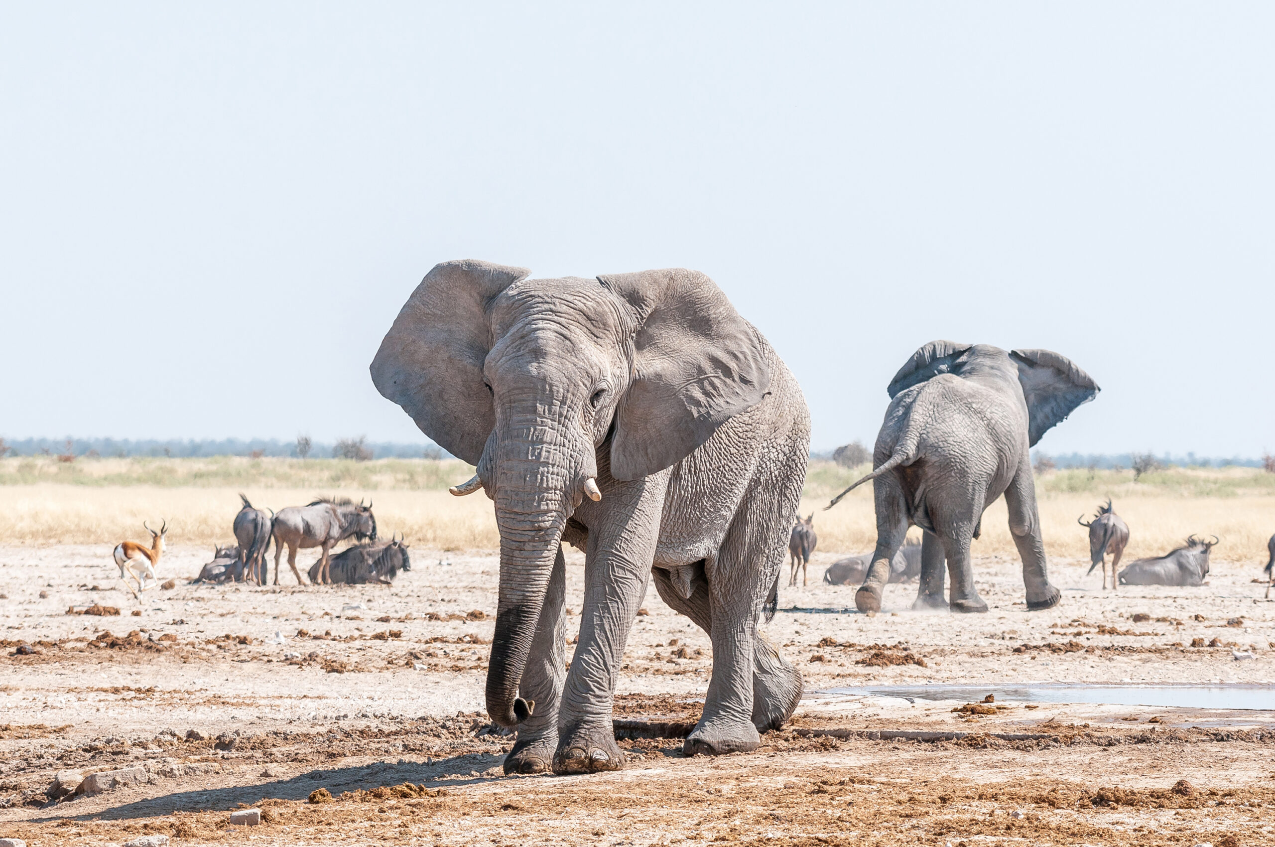 Etosha Park