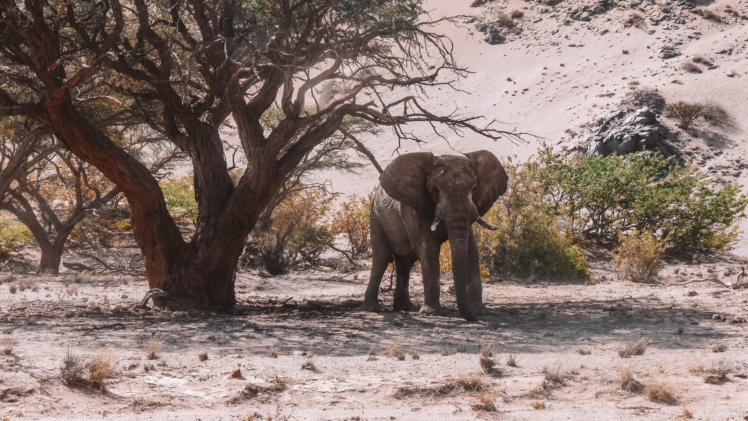 Desert Elephants